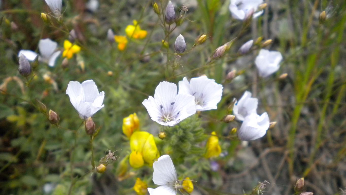 Valnonyey 04 - Linum tenuifolium